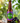 Black Currant & Pea flower Ice Tea with Pure Mountain Honey 100% Natural (Pack of 6-330ml each) Ready to Drink Ice Tea