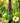 Green Apple Ice Tea with Pure Mountain Honey 100% Natural (Pack of 6-330ml each) Ready to Drink Ice Tea