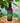 Passion Fruit Ice Tea with Pure Mountain Honey 100% Natural (Pack of 6-330ml each) Ready to Drink Ice Tea